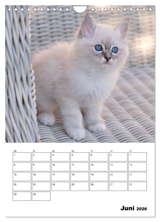 Produktbild: Heilige Birma Kitten - s&uuml;&szlig;e kleine Flauschb&auml;llchen (Wandkalender 2026 DIN A4 hoch), CALVENDO Monatskalender