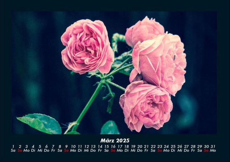 Produktbild: Rosen-Kalender 2025 Fotokalender DIN A4