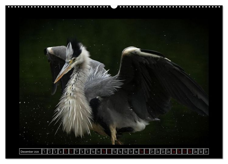 Produktbild: The heron parade (Wall Calendar 2026 DIN A2 landscape), CALVENDO 12 Month Wall Calendar