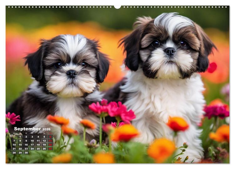 Produktbild: Shih Tzu - der wuschelige Hund aus Tibet (hochwertiger Premium Wandkalender 2026 DIN A2 quer), Kunstdruck in Hochglanz