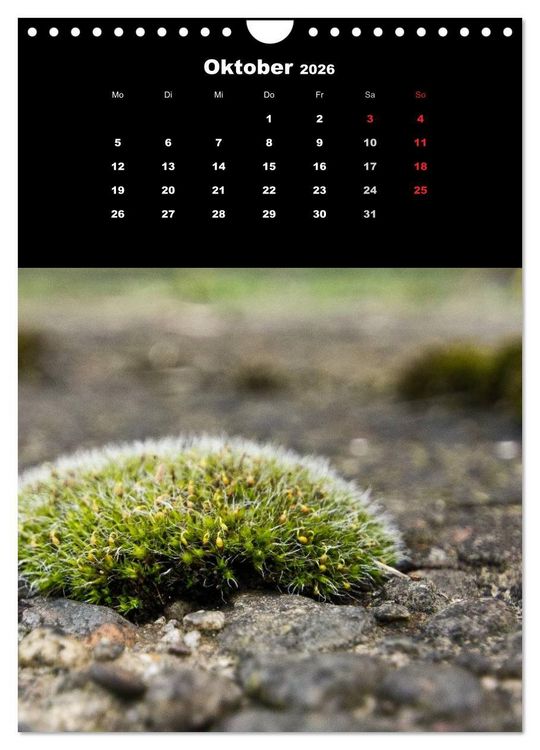 Produktbild: Die Welt der Moose. Ein Blick nach unten (Wandkalender 2026 DIN A4 hoch), CALVENDO Monatskalender