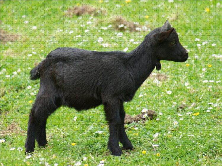 Produktbild: CALVENDO Puzzle Schwarzes Zwergziegen Baby 1000 Teile Lege-Gr&ouml;&szlig;e 64 x 48 cm Foto-Puzzle Bild von Kattobello