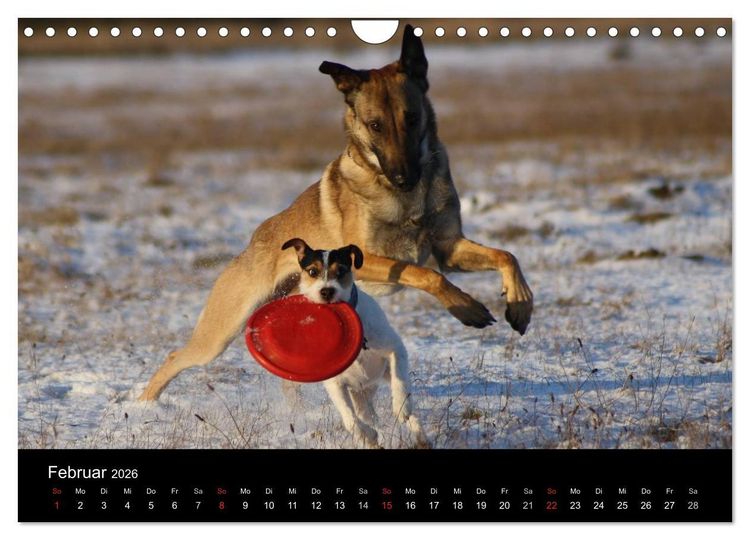 Produktbild: The Bravehearts und Freunde - Parson Russells (Wandkalender 2026 DIN A4 quer), CALVENDO Monatskalender