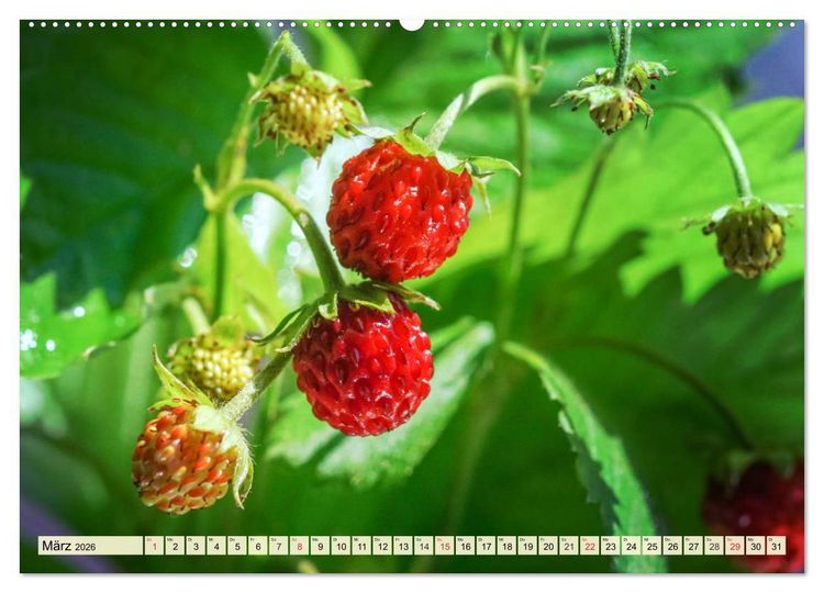 Produktbild: Essbare Wildfr&uuml;chte. Aromatische K&ouml;stlichkeiten aus der Natur (hochwertiger Premium Wandkalender 2026 DIN A2 quer), Kunstdruck in Hochglanz