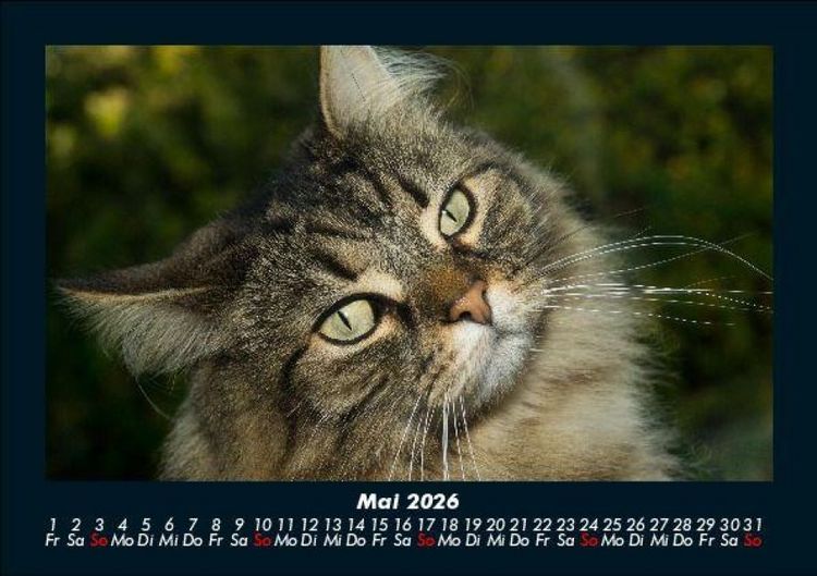 Produktbild: F&uuml;r Katzenfreunde 2026 Fotokalender DIN A5