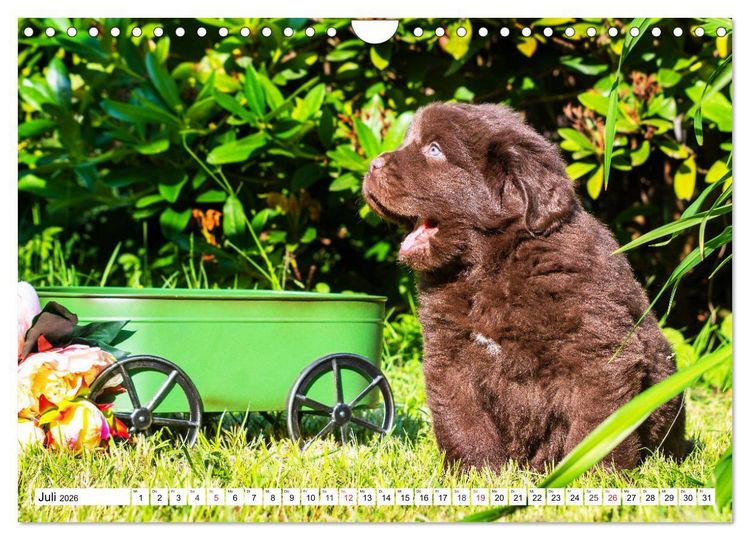 Produktbild: Neufundl&auml;nder - Alle fangen mal klein an (Wandkalender 2026 DIN A4 quer), CALVENDO Monatskalender