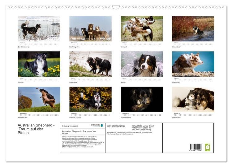 Produktbild: Australian Shepherd - Traum auf vier Pfoten (Wandkalender 2027 DIN A2 quer), CALVENDO Monatskalender