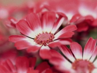 Produktbild: CALVENDO Puzzle Ein Motiv aus dem Kalender Florale Sch&ouml;nheiten | 1000 Teile Lege-Gr&ouml;&szlig;e 64x48cm Foto-Puzzle f&uuml;r gl&uuml;ckliche Stunden