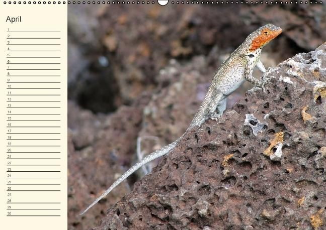 Produktbild: Gal&aacute;pagos Geburtstagskalender (Wandkalender immerw&auml;hrend DIN A2 quer)