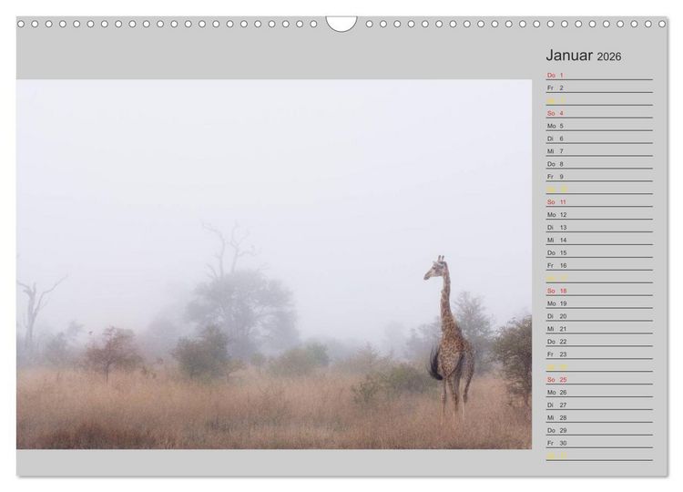 Produktbild: Twigas - Giraffen (Wandkalender 2026 DIN A3 quer), CALVENDO Monatskalender