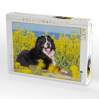 Produktbild: CALVENDO Puzzle Berner Sennenhund auf dem Weg durch die Rapsfelder | 1000 Teile Lege-Gr&ouml;&szlig;e 64x48cm Foto-Puzzle f&uuml;r gl&uuml;ckliche Stunden