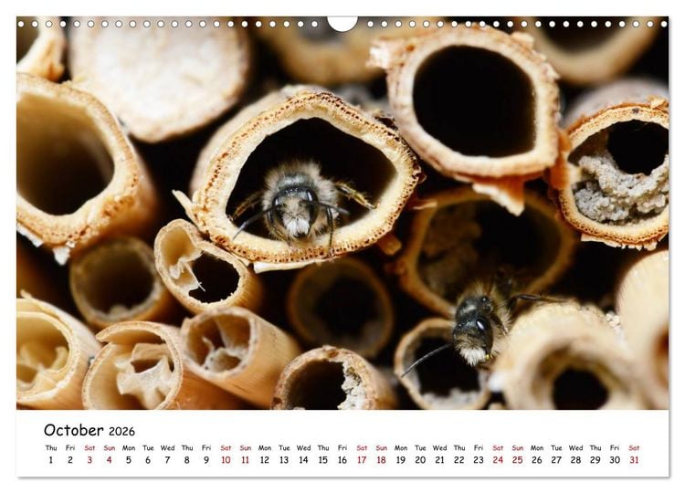 Produktbild: Wild bees - The life of solitary bees in insect hotels (Wall Calendar 2026 DIN A3 landscape), CALVENDO 12 Month Wall Calendar