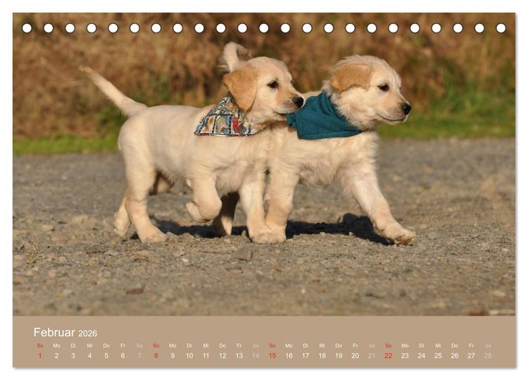 Produktbild: Golden Retriever (Tischkalender 2026 DIN A5 quer), CALVENDO Monatskalender