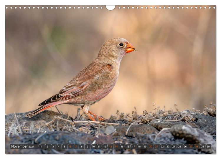 Produktbild: Die sch&ouml;nsten Brutv&ouml;gel Lanzarotes (Wandkalender 2027 DIN A3 quer), CALVENDO Monatskalender
