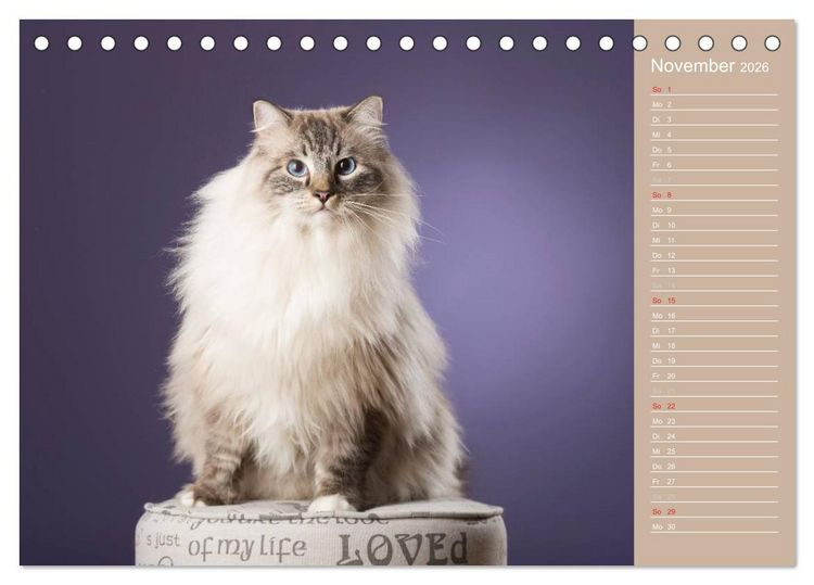 Produktbild: Zauberhafte Ragdolls / Geburtstagskalender (Tischkalender 2026 DIN A5 quer), CALVENDO Monatskalender