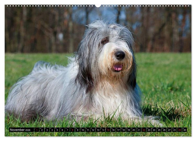 Produktbild: Liebenswerter Clown Bearded Collie (Wandkalender 2026 DIN A2 quer), CALVENDO Monatskalender