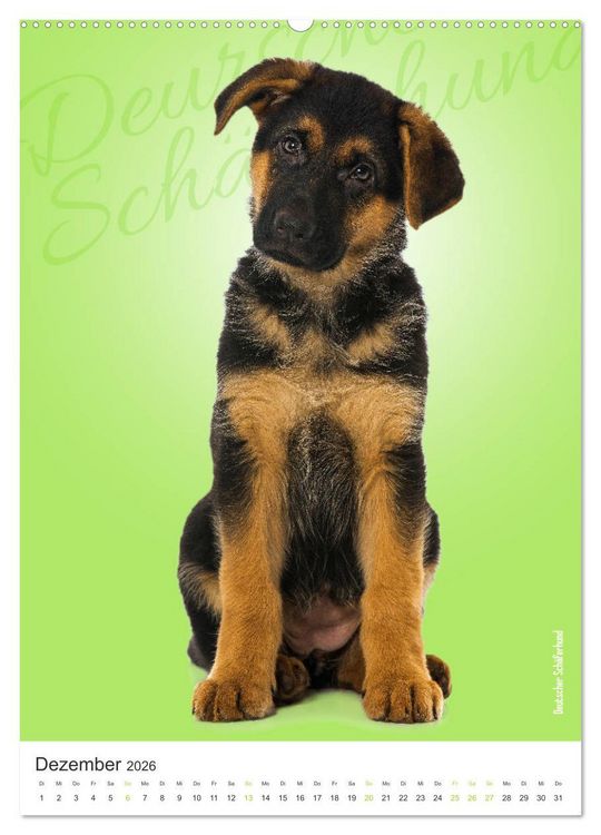 Produktbild: Kunterbunte Hundewelpen (Wandkalender 2026 DIN A2 hoch), CALVENDO Monatskalender