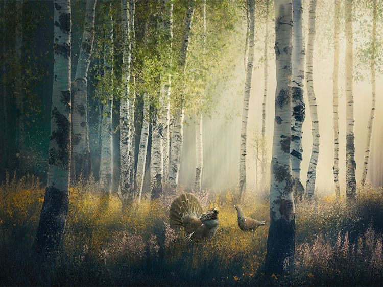 Produktbild: CALVENDO Puzzle Ein Motiv aus dem Kalender Wald der M&auml;rchen | 1000 Teile Lege-Gr&ouml;&szlig;e 64x48cm Foto-Puzzle f&uuml;r gl&uuml;ckliche Stunden