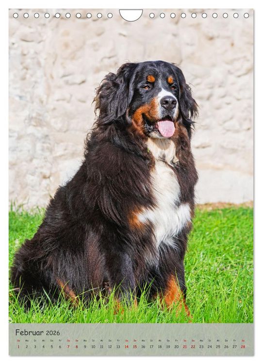 Produktbild: Berner Sennenhund - Ein Hund f&uuml;r alle F&auml;lle (Wandkalender 2026 DIN A4 hoch), CALVENDO Monatskalender