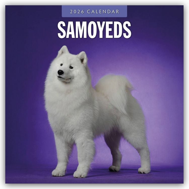 Produktbild: Samoyeds – Samojede – Samojedenspitz 2026 – 16-Monatskalender