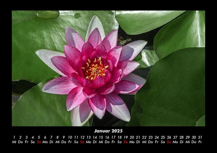 Produktbild: Blumenzauber 2025 Fotokalender DIN A3