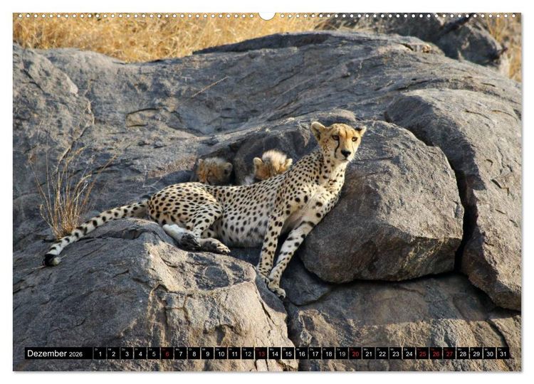 Produktbild: Die Lautlosen. Geparden und Leoparden (hochwertiger Premium Wandkalender 2026 DIN A2 quer), Kunstdruck in Hochglanz