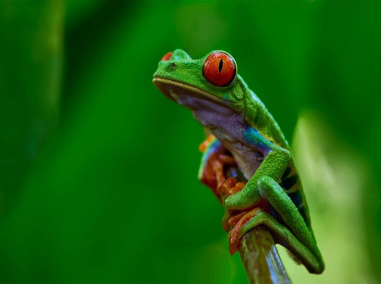 Produktbild: CALVENDO Puzzle Costa Rica - Rotaugenlaubfrosch | 2000 Teile Lege-Gr&ouml;&szlig;e 90x67cm Foto-Puzzle f&uuml;r gl&uuml;ckliche Stunden