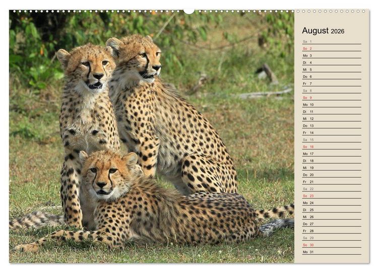 Produktbild: Geparden - Ein Leben in Afrika (Wandkalender 2026 DIN A2 quer), CALVENDO Monatskalender