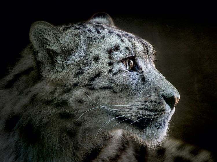 Produktbild: CALVENDO Puzzle Schneeleopard 1000 Teile Puzzle quer | 1000 Teile Lege-Gr&ouml;&szlig;e 64 &times; 48 cm Foto-Puzzle f&uuml;r gl&uuml;ckliche Stunden