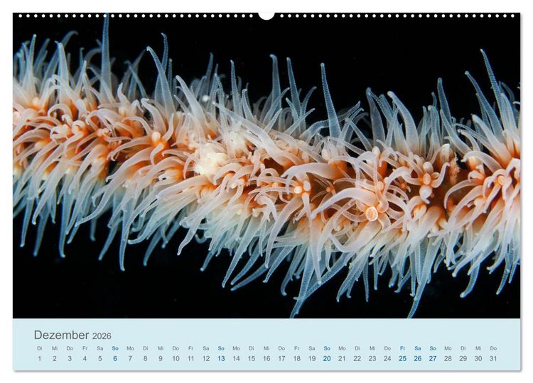 Produktbild: Abenteuer Unterwasser (Wandkalender 2026 DIN A2 quer), CALVENDO Monatskalender