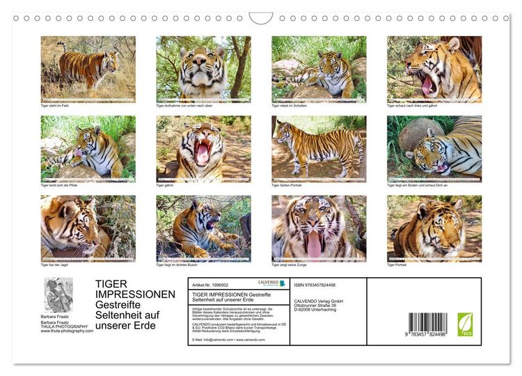 Produktbild: TIGER IMPRESSIONEN Gestreifte Seltenheit auf unserer Erde (Wandkalender 2026 DIN A3 quer), CALVENDO Monatskalender