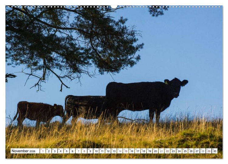 Produktbild: Ein Herz f&uuml;r Rinder (Wandkalender 2026 DIN A2 quer), CALVENDO Monatskalender