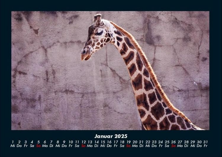 Produktbild: Giraffen 2025 Fotokalender DIN A4