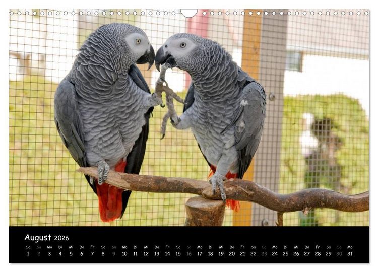 Produktbild: Graupapageien mit Herz (Wandkalender 2026 DIN A3 quer), CALVENDO Monatskalender