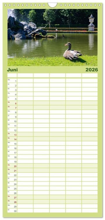 Produktbild: Familienplaner 2026 - Graug&auml;nse in heimischer Umgebung mit 5 Spalten (Wandkalender, 21 x 45 cm) CALVENDO