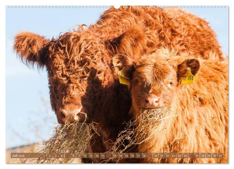 Produktbild: Sch&ouml;ne Schotten - Galloway im Portr&auml;t (Wandkalender 2026 DIN A2 quer), CALVENDO Monatskalender