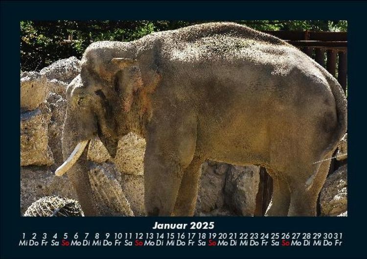 Produktbild: Der Elefantenkalender 2025 Fotokalender DIN A5
