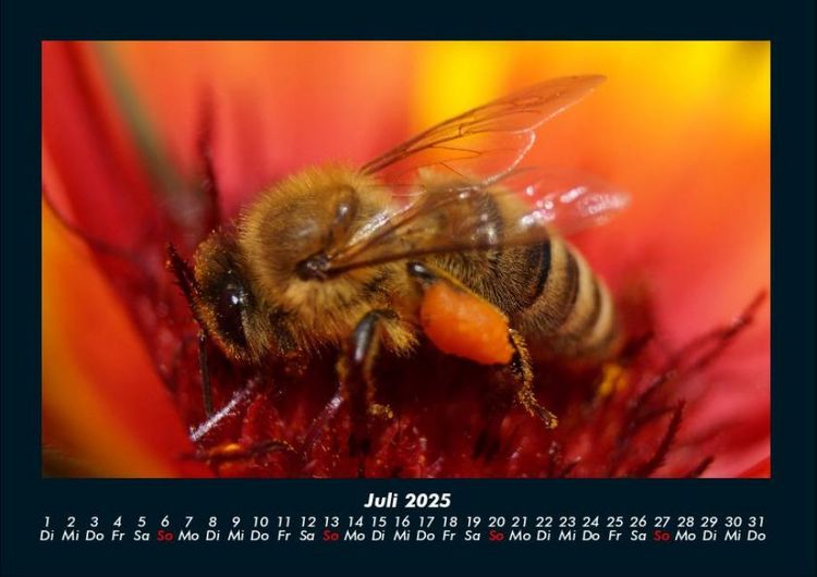 Produktbild: Bienen 2025 Fotokalender DIN A4