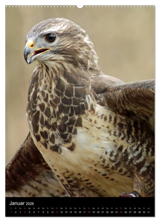 Produktbild: Scharfe Krallen, scharfe Augen, Greifv&ouml;gel und Eulen im Wildpark (hochwertiger Premium Wandkalender 2026 DIN A2 hoch), Kunstdruck in Hochglanz