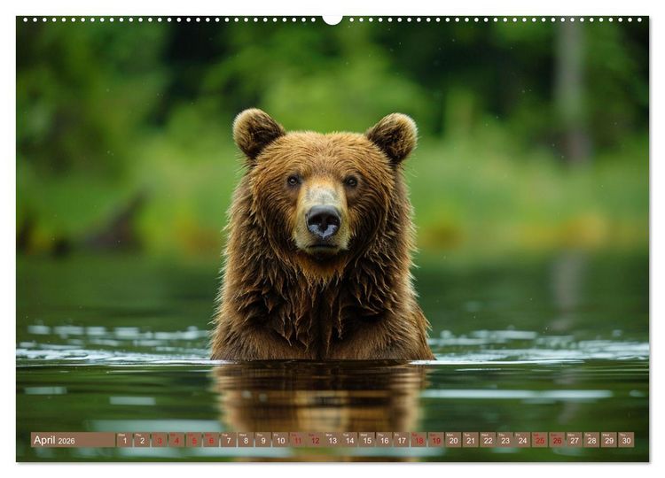Produktbild: Bears Kingdom (Wall Calendar 2026 DIN A2 landscape), CALVENDO 12 Month Wall Calendar