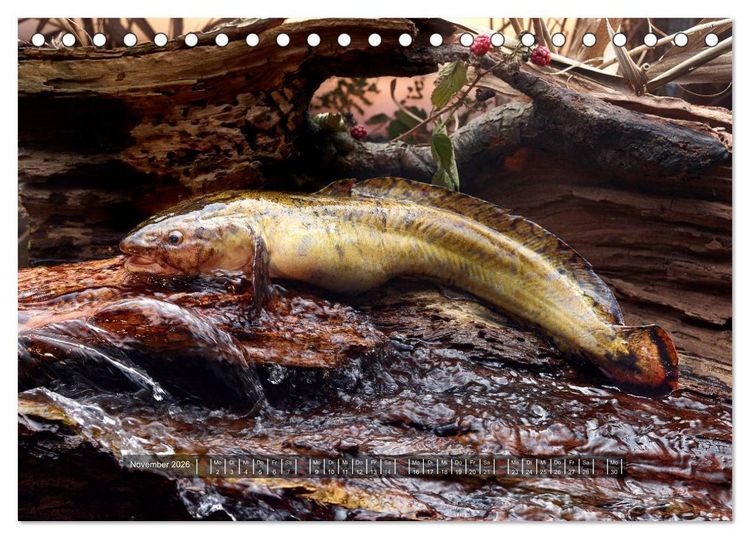 Produktbild: UNSER FISCH. S&Uuml;&szlig;WASSER. (Tischkalender 2026 DIN A5 quer), CALVENDO Monatskalender