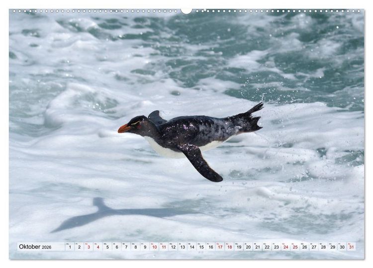 Produktbild: Pinguine der Falkland Inseln (hochwertiger Premium Wandkalender 2026 DIN A2 quer), Kunstdruck in Hochglanz