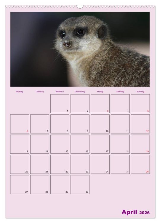 Produktbild: Erdm&auml;nnchen / Terminplaner (Wandkalender 2026 DIN A2 hoch), CALVENDO Monatskalender