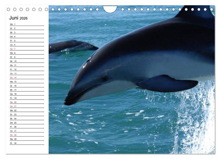 Produktbild: Delfine - L&auml;chelnde Intelligenz (Wandkalender 2026 DIN A4 quer), CALVENDO Monatskalender