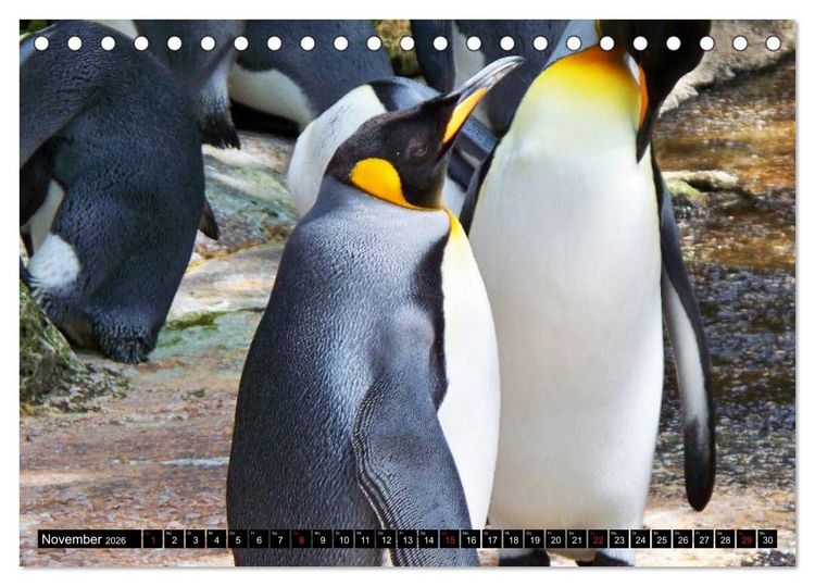 Produktbild: Pinguine - Watscheln im festlichen Kleid (Tischkalender 2026 DIN A5 quer), CALVENDO Monatskalender