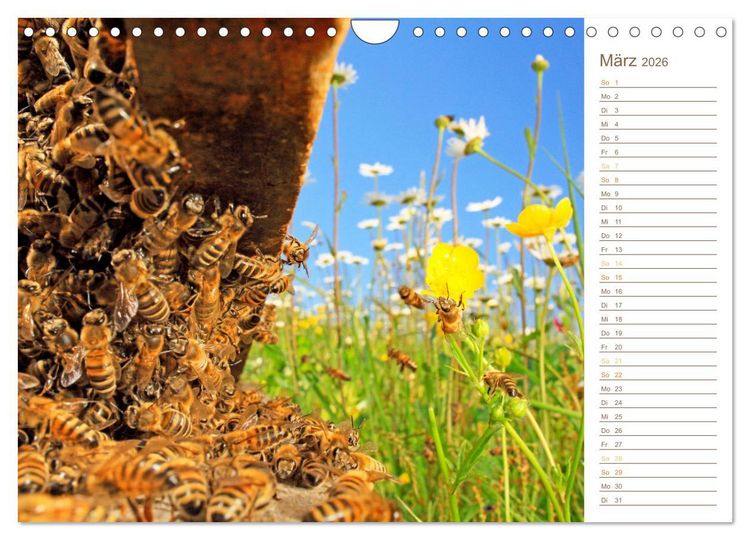 Produktbild: S&uuml;&szlig;es Gold: Imker, Bienen & Honig (Wandkalender 2026 DIN A4 quer), CALVENDO Monatskalender