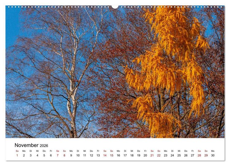 Produktbild: B&auml;ume - Wunder der Natur (hochwertiger Premium Wandkalender 2026 DIN A2 quer), Kunstdruck in Hochglanz