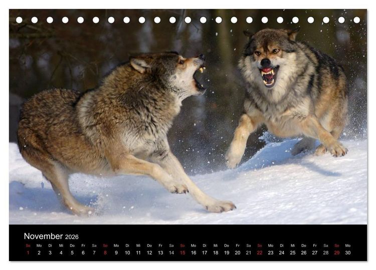 Produktbild: Kanadische W&ouml;lfe im Winter (Tischkalender 2026 DIN A5 quer), CALVENDO Monatskalender