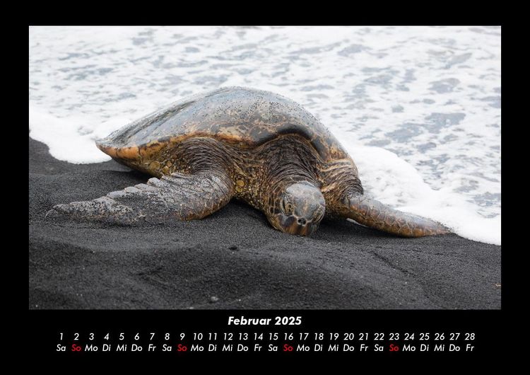 Produktbild: Schildkr&ouml;tenzauber 2025 Fotokalender DIN A3
