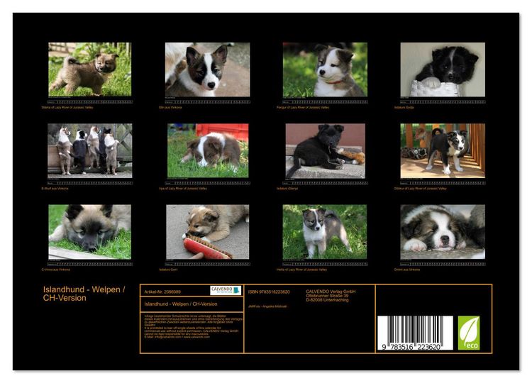 Produktbild: Islandhund - Welpen / CH-Version (Wandkalender 2026 DIN A4 quer), CALVENDO Monatskalender